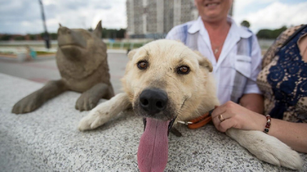 روسيا.. نفوق رمز الإخلاص.. الكلب دروجوك