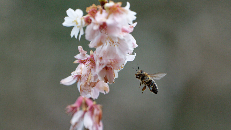 المغرب يضع برنامجا خاصا لدعم مربي النحل