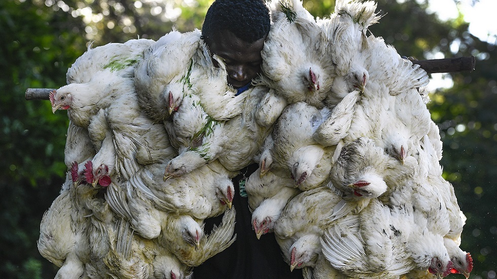 ناميبيا ترصد سلالة مميتة من إنفلونزا الطيور قد تصيب البشر