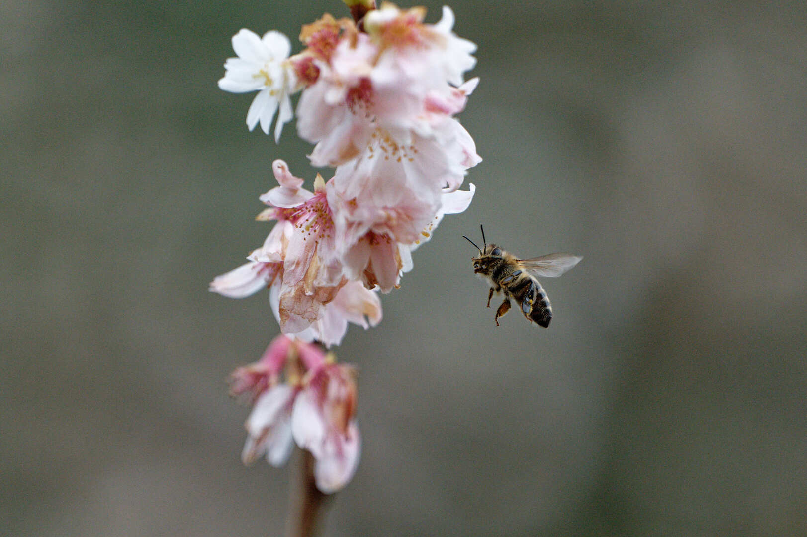 المغرب يضع برنامجا خاصا لدعم مربي النحل