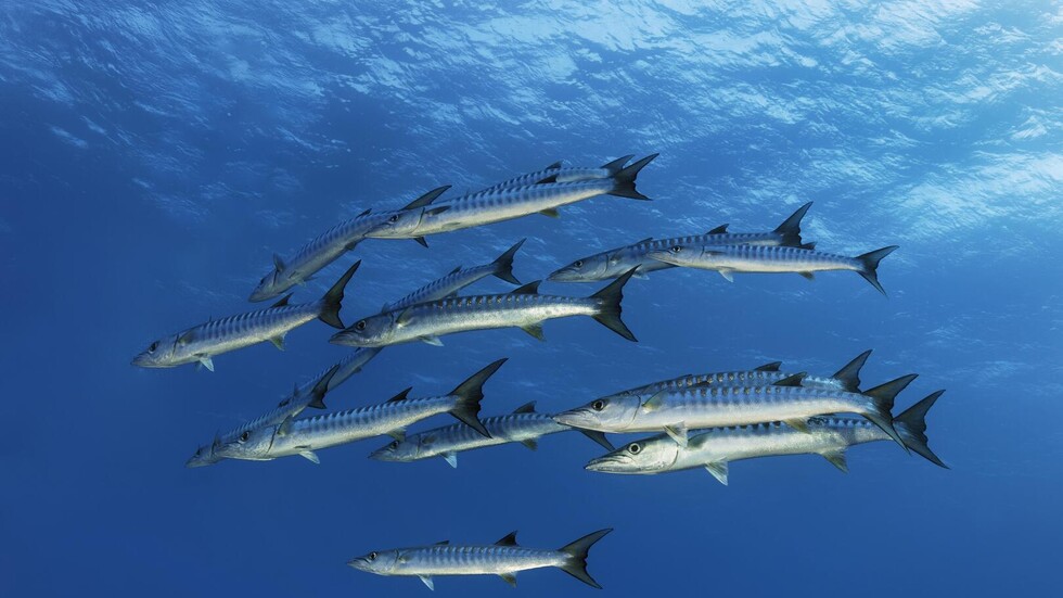 خبير جيولوجي يرد على مزاعم جفاف المزارع السمكية في مصر بسبب المياه (صور)