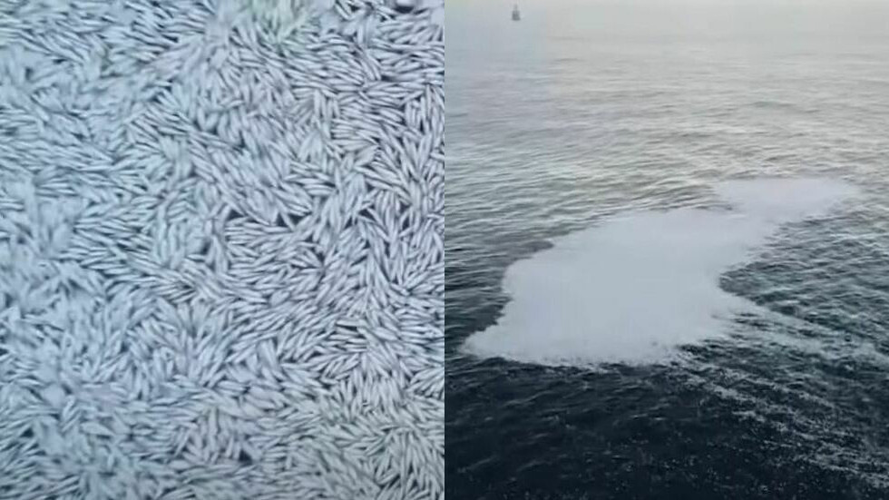 العثور على الآلاف من الأسماك النافقة في المحيط الأطلسي