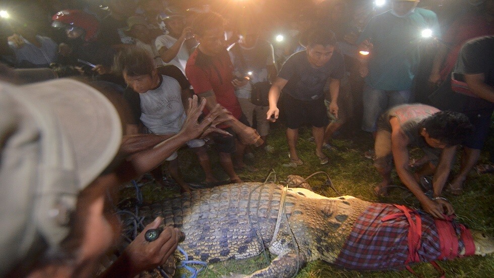 إندونيسيا.. إنقاذ تمساح بعد أن علقت عجلة مطاطية حول رقبته لـ6 سنوات (صور)