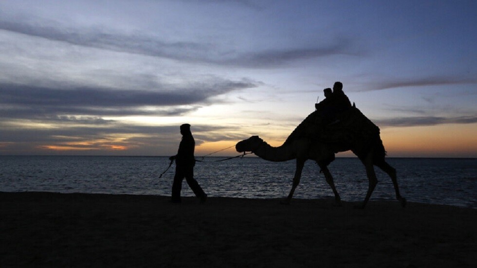 شاهد ردة فعل ناقة رأت صاحبها الذي باعها منذ فترة
