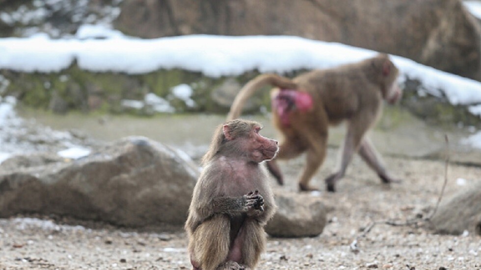 السعودية.. مركز الحياة الفطرية يتابع اعتداء قرود البابون على مواطن بالباحة