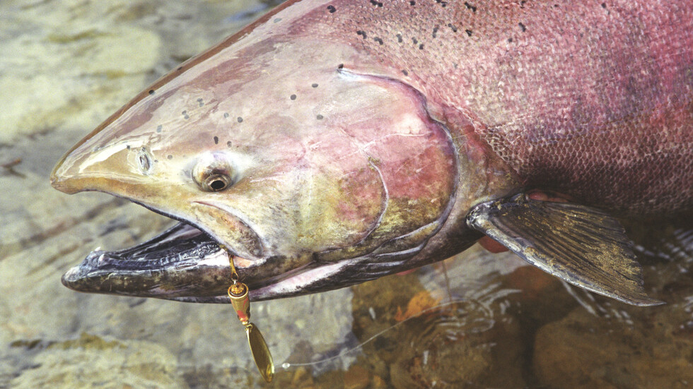 أمريكي يصطاد سمكة سلمون مرقطة عملاقة بصنارة من صنعه محطما رقما قياسيا (صور)