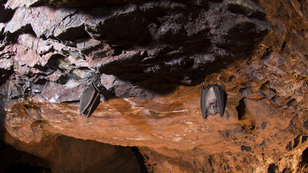 اكتشاف فيروسات شبيهة بكورونا لدى الخفافيش في لاوس قد تتيح تحديد منشأ الفيروس