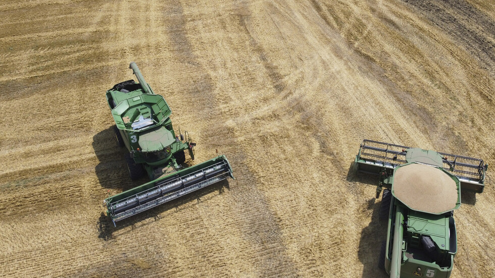 قطاع الزراعة يكشف عن وضع مخزون القمح في الجزائر