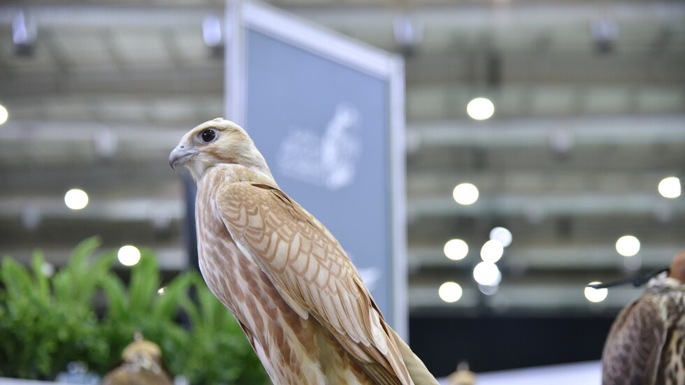 سعودي يرفض بيع صقره "شارع" بمئات آلاف الدولارات