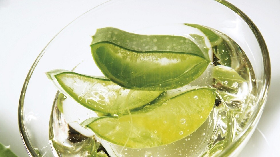 صبار الأولفيرا طريقة مميزة للعناية بالشعر