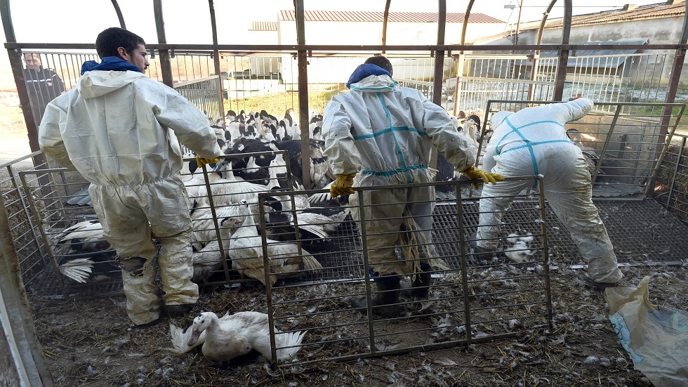 فرنسا.. إعدام 3 ملايين طائر منذ تفشي إنفلونزا الطيور