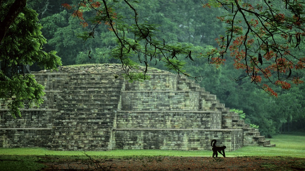 المكسيك..علماء الاثار يعثرون على بساتين مايا المقدسة