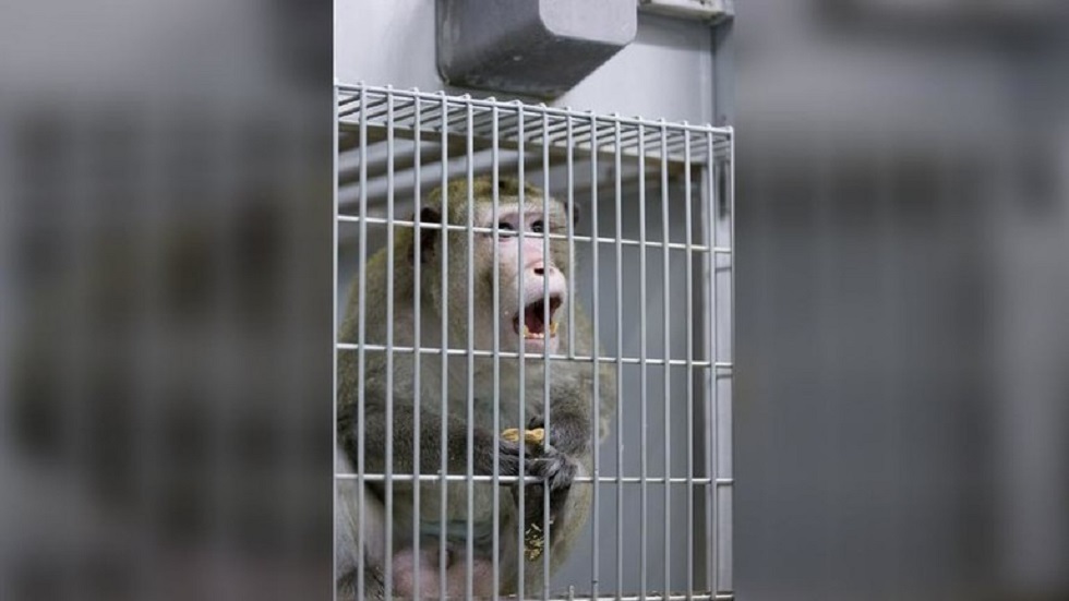 شركة موسك لزرع رقائق الدماغ تؤكد نفوق القردة في تجربتها!