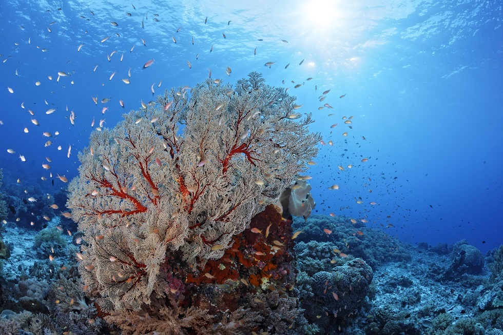 السعودية تفتتح أول قرية للحفاظ على الشعب المرجانية في البحر الأحمر