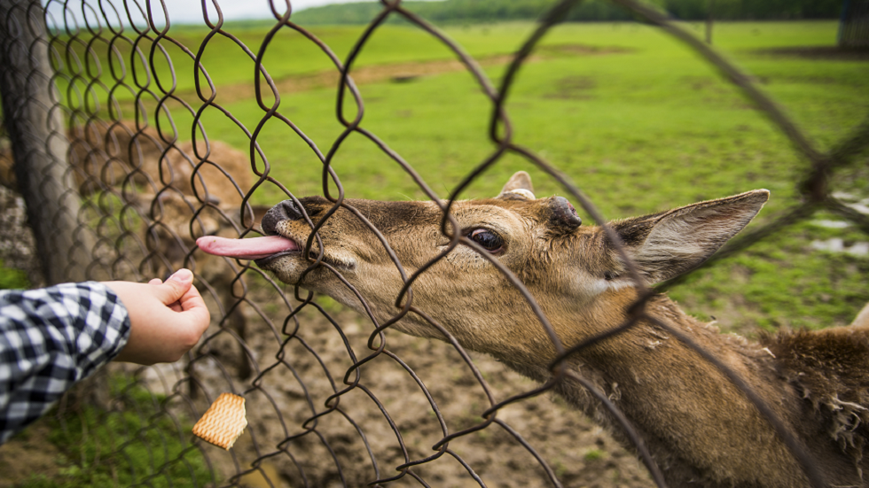 الباحثون يبلغون عن أول حالة محتملة لانتقال "كوفيد-19" من الغزلان إلى الإنسان!