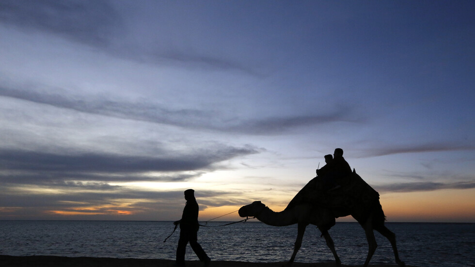 إصدار "بطاقات شخصية" للإبل في أول مشروع لتوثيق السلالات في السعودية