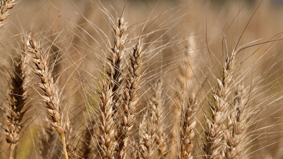 وزير الزراعة الفرنسي يحذر من خطر أزمة الغذاء بسبب أوكرانيا