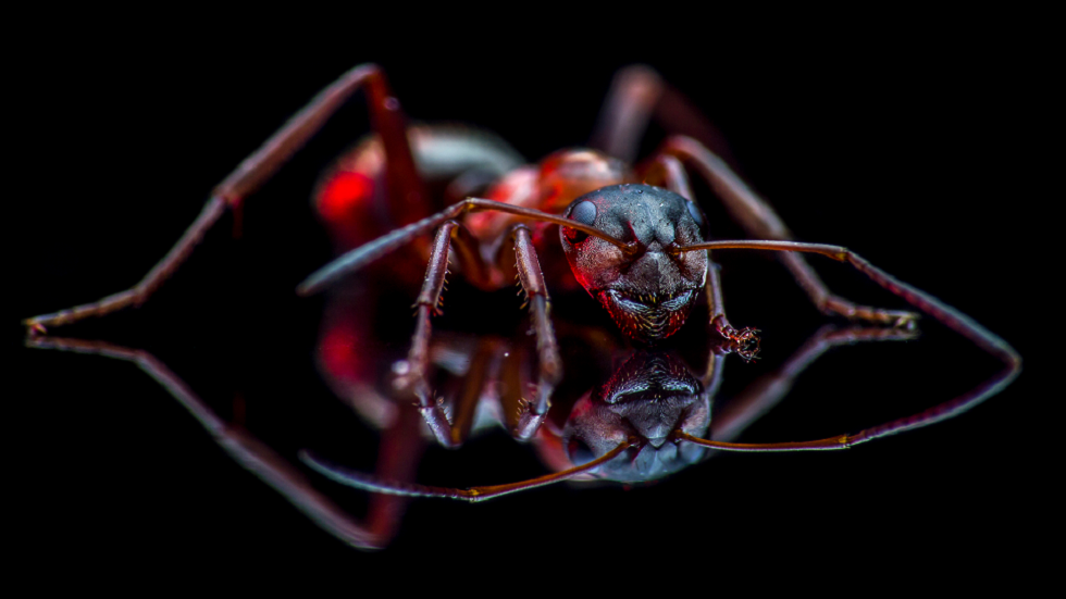 دراسة تكشف كيف يمكن للنمل المساهمة في حماية صحتنا!