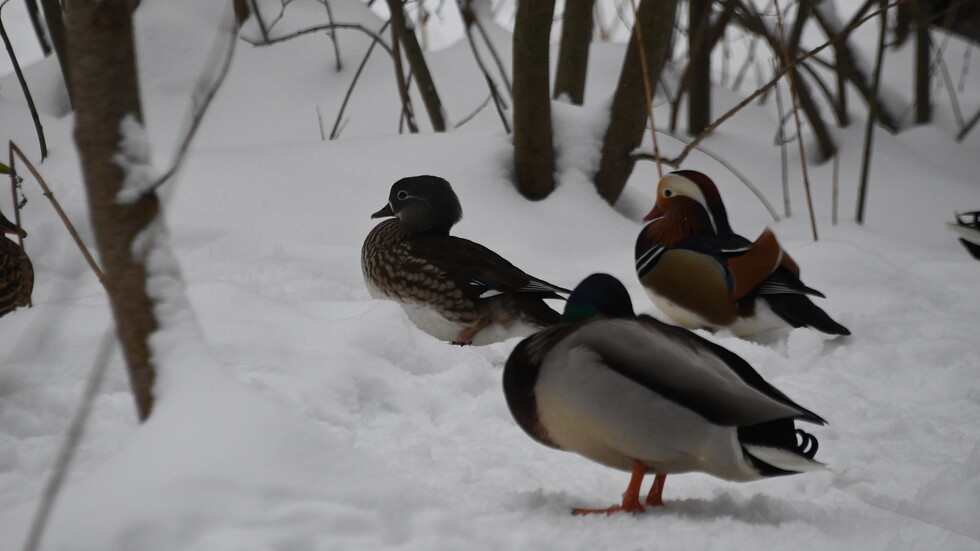 روسيا تعلن القبض على طيور مرقمة أطلقت من مختبرات بيولوجية أمريكية في أوكرانيا