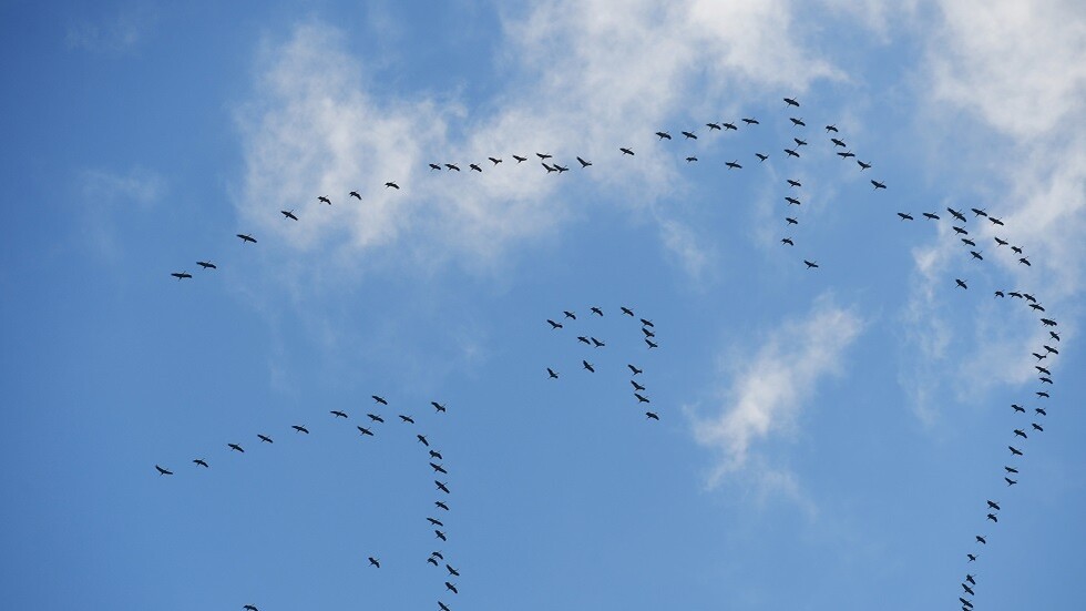 عالم أحياء دقيقة: الأمريكيون ربما استخدموا الطيور البرية ضد روسيا