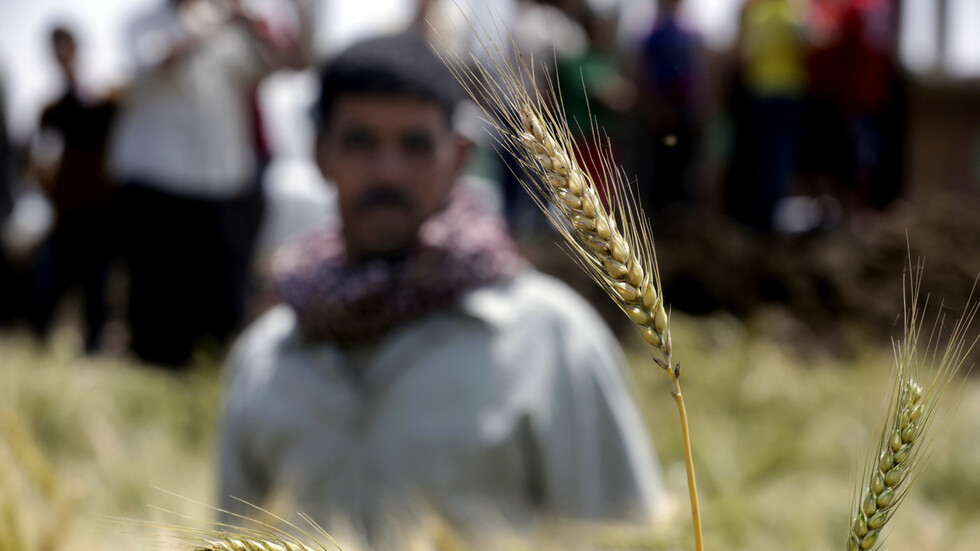 مصر.. وزارة الزراعة تكشف عن حجم إنتاج القمح المتوقع حصاده هذا العام