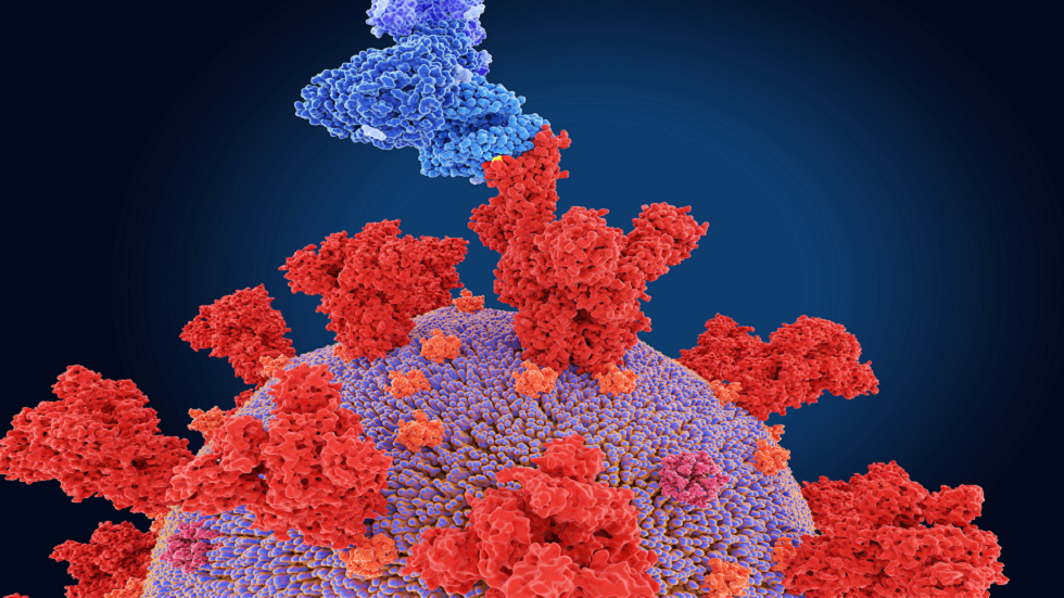 بعد عامين .. لا يزال تطور فيروس كورونا يفاجئ الخبراء وإليكم السبب!