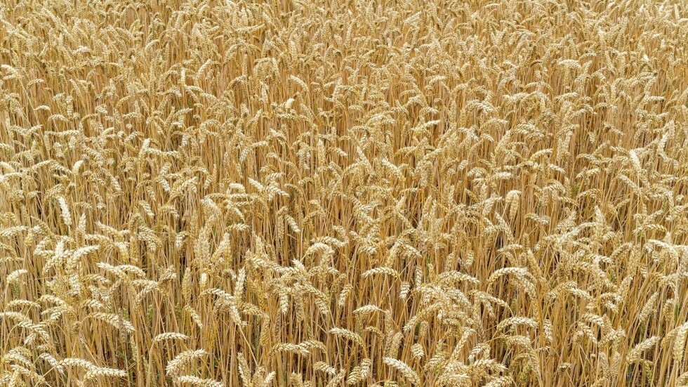 مصر تستعد لزراعة محاصيلها في دول أخرى