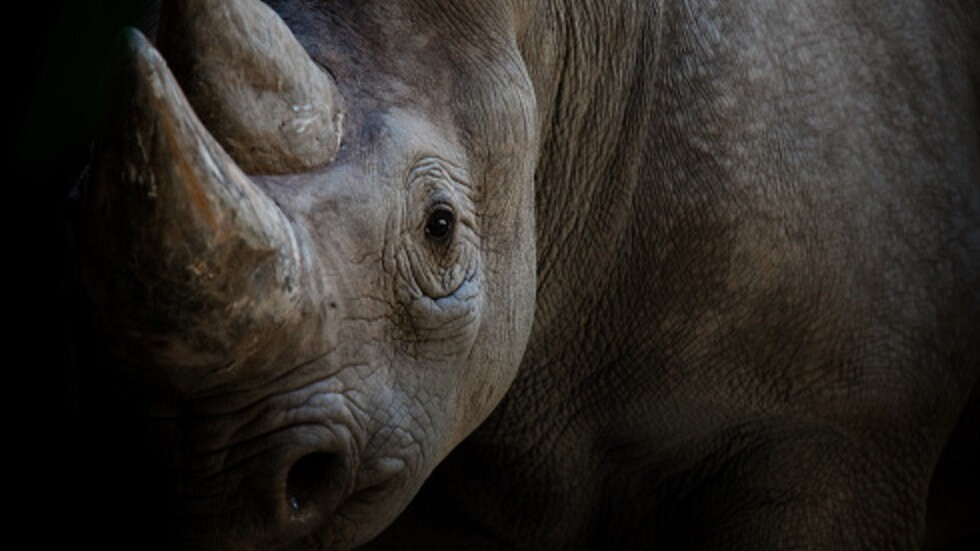 ولادة صغير وحيد القرن "كييف" في حديقة حيوان بالتشيك (صور)