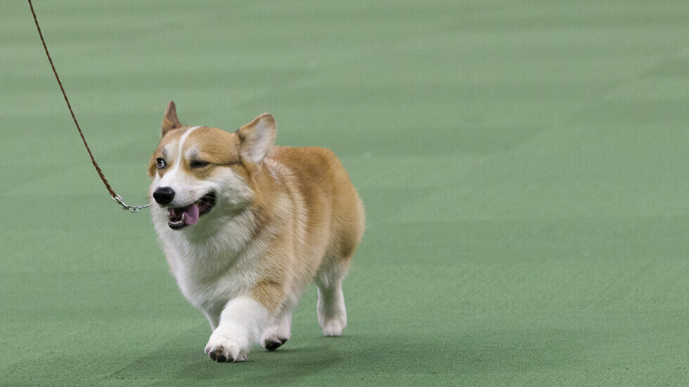 كتاب جديد يكشف: وزير بريطاني أسبق تناول عن غير قصد بسكويت مخصص لكلاب الملكة