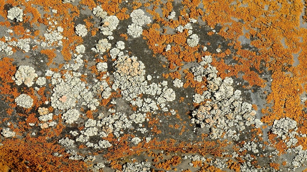 أشنات سيبيرية تفيد في علاج