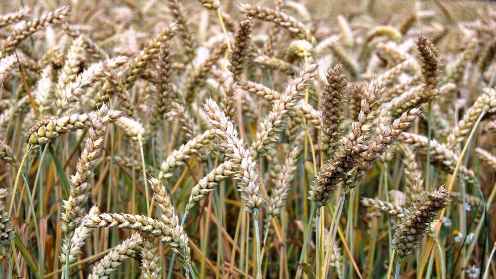 روسيا تستطيع تصدير أكثر من مليوني طن من القمح في مارس الجاري