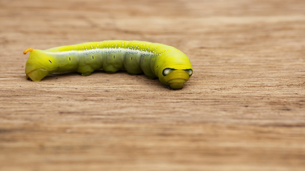 دراسة: استخدام الديدان الصغيرة لاستنشاق خلايا سرطان الرئة!