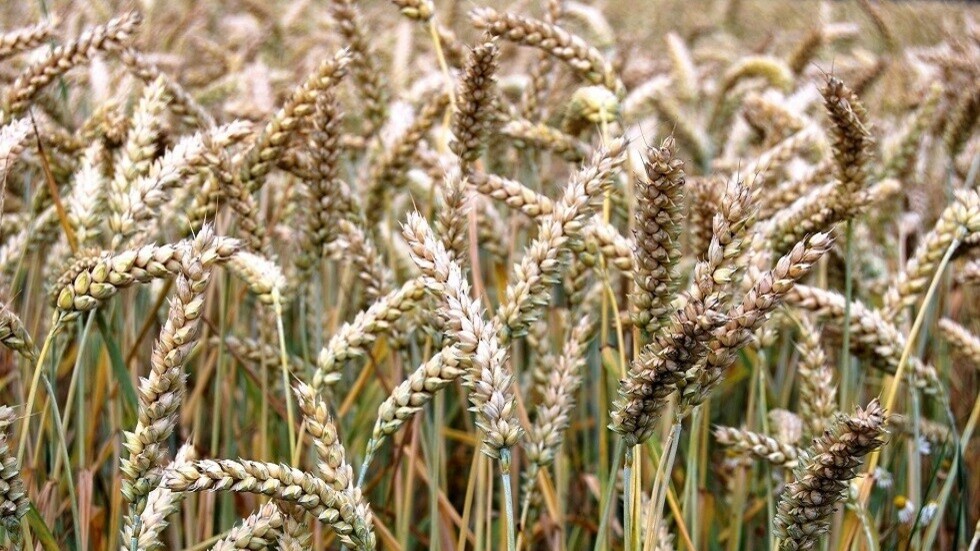 خبير يحدد قائمة بدول عربية وإفريقية وآسيوية قد تشهد "كارثة غذائية" بسبب الأزمة الأوكرانية