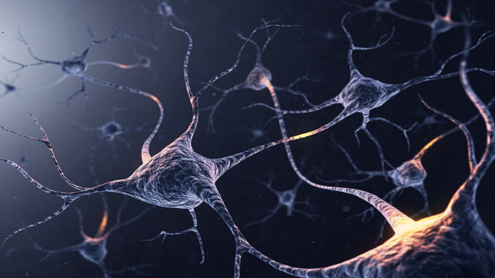 العلماء يحددون الخلايا العصبية التي تعالج نتائج الإجراءات!