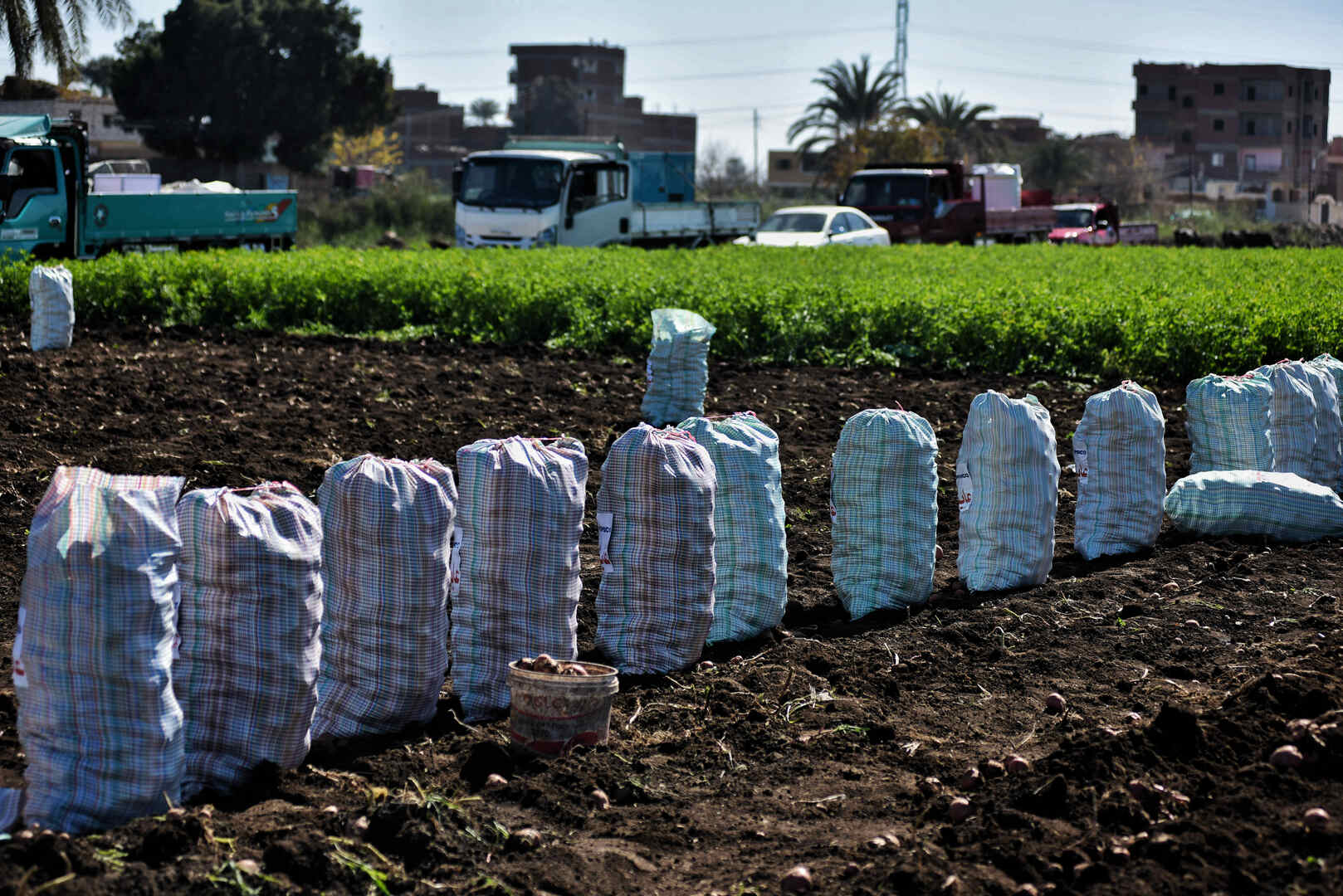 مسؤولة تكشف عن مدى تأثر صادرات البطاطس المصرية بالأزمة الأوكرانية