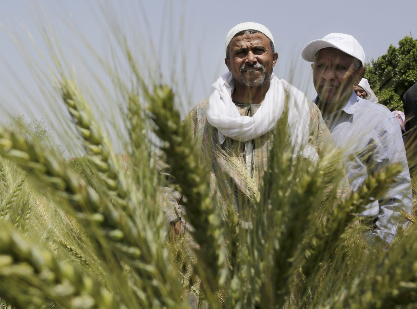 مصر.. توصيات هامة من وزارة الزراعة لمزارعي القمح