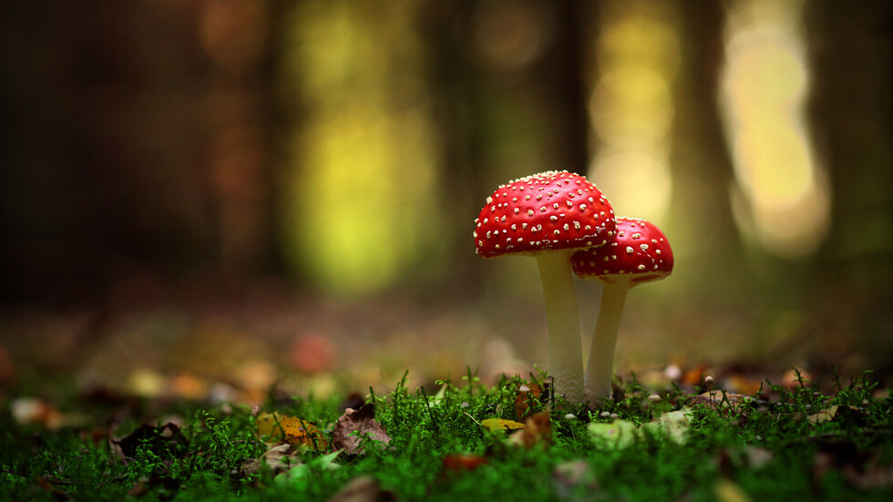 دراسة: الفطريات تتحاور مع بعضها مستخدمة مفردات تصل إلى 50 كلمة!