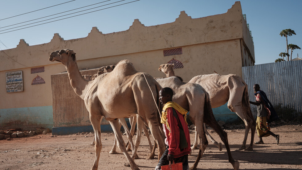 المنظمة الدولية للهجرة: 15 مليون شخص يواجهون أزمة إنسانية بسبب الجفاف في القرن الإفريقي