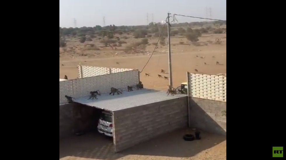 معركة حامية بين قطيعين من القرود واقتحام أحد المنازل في منطقة سعودية (فيديو)