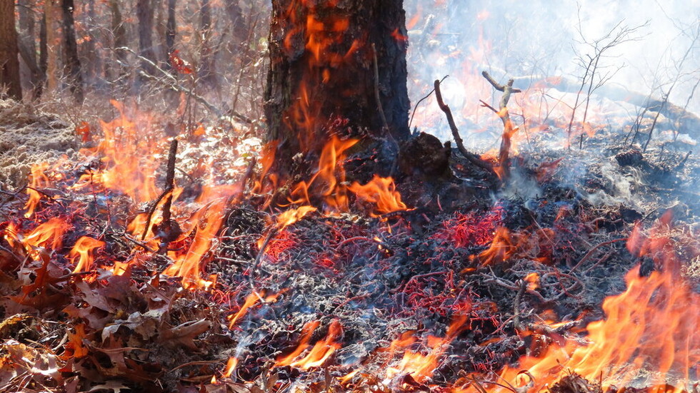كوريا الشمالية: حرائق غابات في جبال قيمغانسان الألماسية