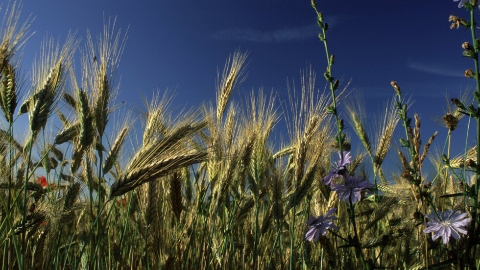 وزير الزراعة المصري يعلن اعتماد الهند كمنشأ جديد لاستيراد القمح