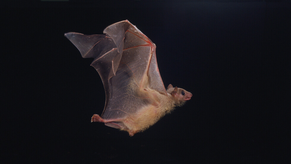 دراسة إسرائيلية تتوصل إلى اكتشاف مثير حول خفاش الفاكهة المصري