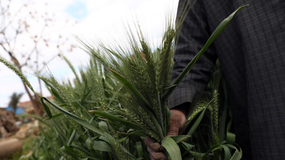 أسعار القمح المستورد في كوريا الجنوبية تصل لأعلى مستوى لها منذ 13 عاما