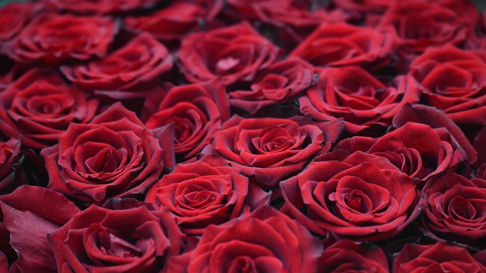 سر 99 وردة حمراء أهديت لأردوغان على مائدة الإفطار