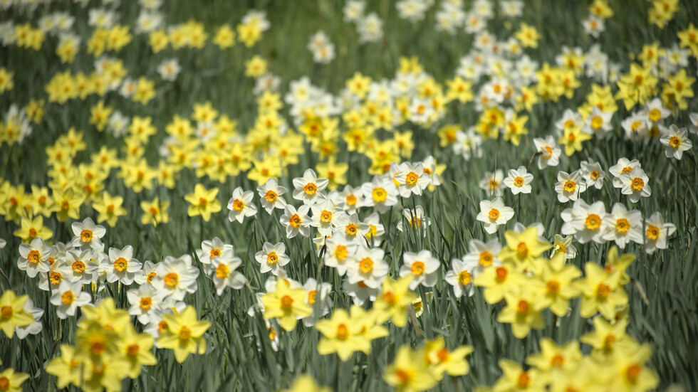 أزهار النرجس قد تكون مفتاح مكافحة مرض ألزهايمر