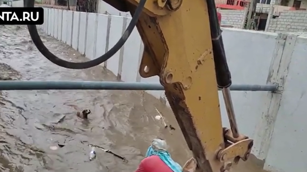 عامل يجلس في دلو حفارة لإنقاذ كلب من الغرق