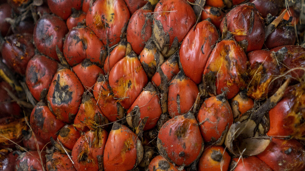 أكبر دولة منتجة لزيت النخيل توقف تصديره