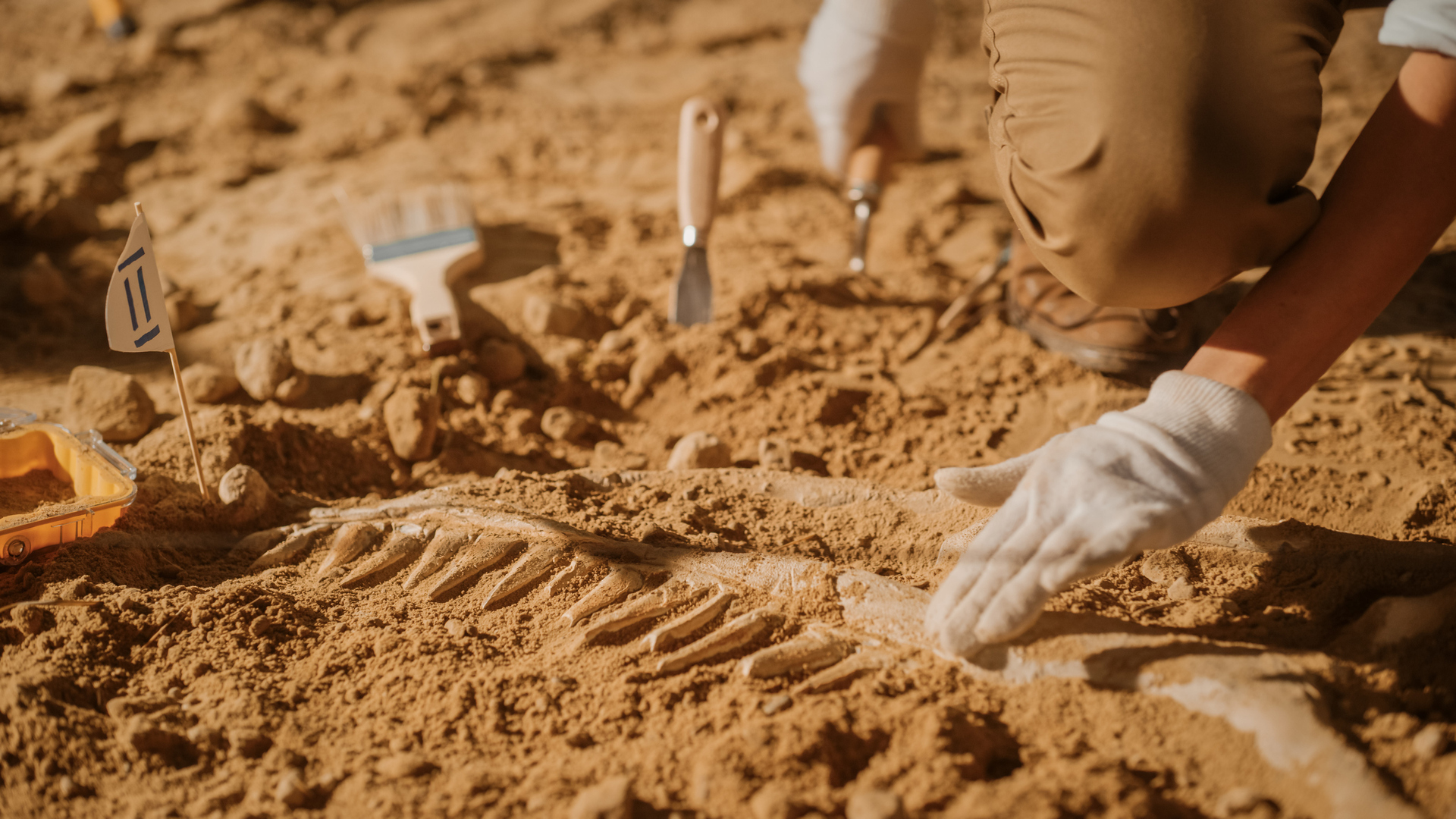 الكشف عن أول حفرية لديناصور 