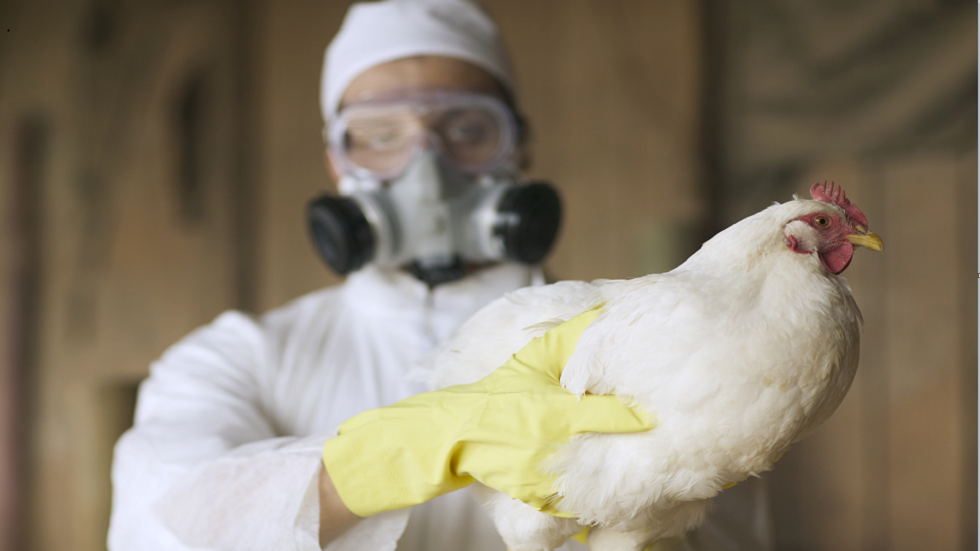 مخاوف كبيرة مع انتشار تقارير تزعم وقوع 19 إصابة بشرية بإنفلونزا الطيور H5N6 في الصين!