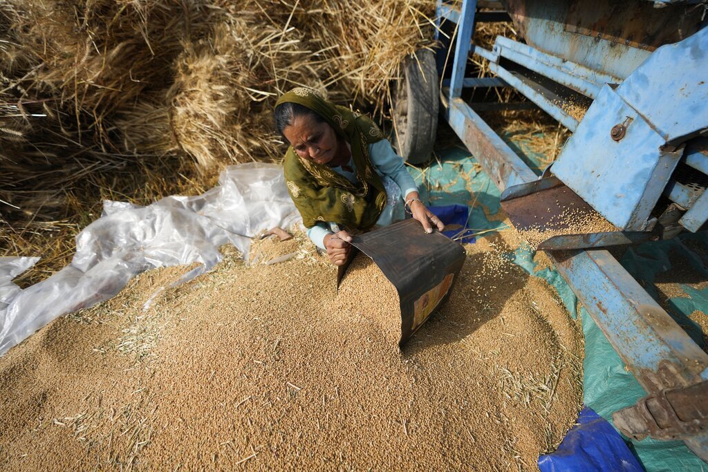 الهند.. موجة حر مبكرة تؤدي إلى انخفاض إنتاج القمح